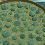 4.การเพาะเลี้ยงแคคตัส