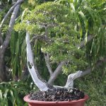 4.บอนไซเทียนทะเลไม้ซากต้นจิ๋วแต่แจ๋ว