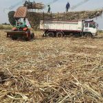 ปลูกอ้อย คู่ ปลูกมันสำปะหลัง ส่ง โรงงานน้ำตาล รายได้ 2 ทาง 500,000 กว่าบาท/ปี