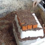 4.เจริญเติบโตได้ดีในวัสดุปลูกที่โปร่ง-ระบายน้ำดี