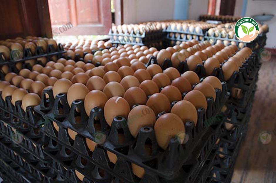5. ไข่ไก่ มีคุณภาพ-สด-สะอาด-ปลอดภัย เลี้ยงไก่ไข่ ใน ฟาร์มไก่ไข่