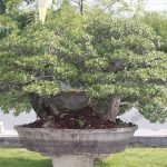 5.บอนไซเทียนทะเลต้นสวย