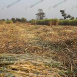 5.ผลผลิตอ้อย