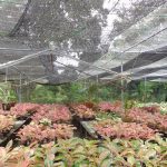 5.โรงเรือนเก็บอโกลนีมา