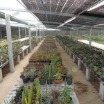 5.โรงเรือนเลี้ยงฮาโวเทีย