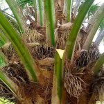 6.ผลผลิตปาล์มอายุ-4-ปี