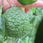 6.ผิวเหมือนมะกรูดบ้าน-รสชาติคล้ายส้ม