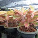 6.หลักทรัพย์