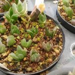 7.ต้นที่ได้จากการแยกหน่อ