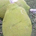 7.ผลผลิตเป็นที่ต้องการของตลาดและผู้บริโภค
