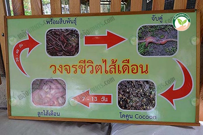 วงจรชีวิตไส้เดือน การ เลี้ยงไส้เดือน ไส้เดือนดิน ทำ ปุ๋ยมูลไส้เดือน วงจรชีวิตไส้เดือน การ เลี้ยงไส้เดือน ไส้เดือนดิน ทำ ปุ๋ยมูลไส้เดือน