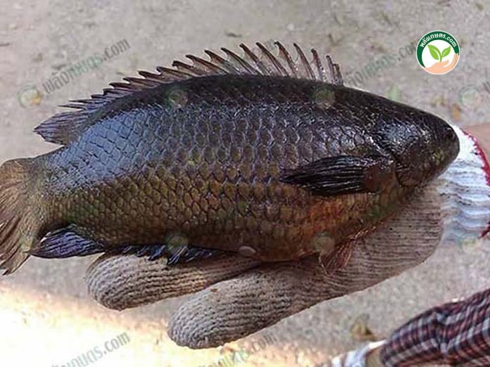 เกษตรผสมผสาน 20ไร่ เลี้ยงกบ ปลาหมอ ปลาน้ำจืด เลี้ยงไก่ไข่ ปลูก ไม้ผล รายได้ดี เกษตรผสมผสาน 20ไร่ เลี้ยงกบ ปลาหมอ ปลาน้ำจืด เลี้ยงไก่ไข่ ปลูก ไม้ผล รายได้ดี