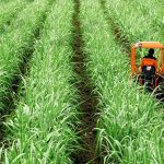 7.เครื่องจักรขนาดเล็กเข้าทำงานในไร่อ้อยได้ทุกขั้นตอนการผลิต