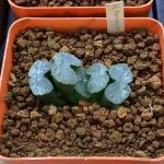 8.H.truntata-Ex.Japan-No.013-มีต้นดียวในร้าน