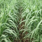 8.การจัดการไร่อ้อยด้วยเครื่องจักรกลการเกษตร