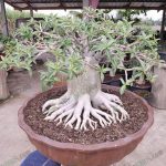 8.บางคล้า-จัดราก