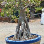 8.เพชรบ้านนา