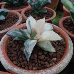 9.มี-3-สี-สีเขียว-ขาว-และส้ม-ยิ่งสีแปลก-ยิ่งขายได้ราคาดี