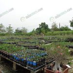 9.มีลูกไม้จำหน่ายจำนวนมาก