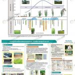 KUBOTA-ปฏิทินข้าวนาดำ