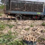 การทำไร่มันสำปะหลังที่วันนี้ค่อยๆลดพื้นที่ลงมา