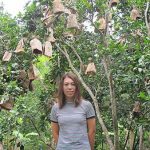 การห่อผลส้มแก้วด้วยใบตองแห้ง