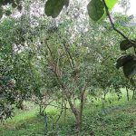 ต้นมะกรูดหวาน