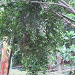 ต้นส้มเขียวหวาน