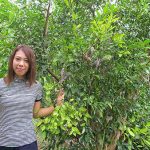 ต้นส้มแก้ว