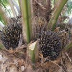 ปาล์มที่ได้น้ำขี้หมูเป็นอาหาร