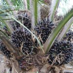 ปาล์มสายพันธุ์คอมแพคท์