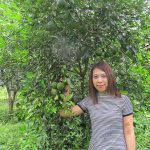 มะกรูดหวานลูกใหญ่-เนื้อเยอะ-รสชาติเหมือนส้ม