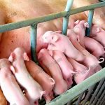 ลูกหมูทุกตัวผ่านการฉีดวัคซีนเท่านั้น