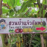 สวนป้าแจ๋วอัมพวา