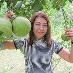 ส้มโอผลใหญ่-รสชาติหวาน