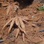 หัวมันสดที่สร้างรายได้