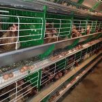 ไก่ขึ้นกรง