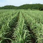 ไร่อ้อยมีประสิทธิภาพมากขึ้น