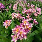 1.กล้วยไม้ดิน