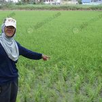 1.คุณพัศพงศ์ชี้ให้ดูแปลงนาของตน