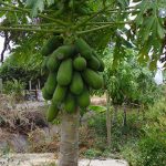 1.มะละกอให้ผลดก