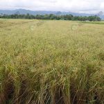 1.แปลงนาเพื่อผลิตเมล็ดพันธุ์ข้าว