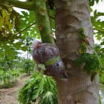 10.กิ่งแขนงขนาดข้อมือเด็ก