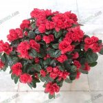 2.ดอกอาซาเลีย-Azalea-หรือเรียกกันว่า-กุหลาบพันปี