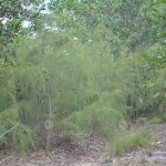 2.สนทรายที่อยู่ตามธรรมชาติ