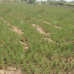 2.สภาพแปลงนาของคุณพิสิทธิ์