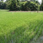 2.สภาพแปลงนาข้าว