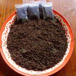 3.เมล็ดพันธุ์มะละกอพันธุ์ฮอลแลนด์