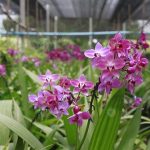 3.เลี้ยงง่าย-ให้ดอกเก่ง-สีสวย