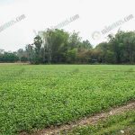 3.แปลงถั่วเหลืองเพื่อผลิตเมล็ดพันธุ์